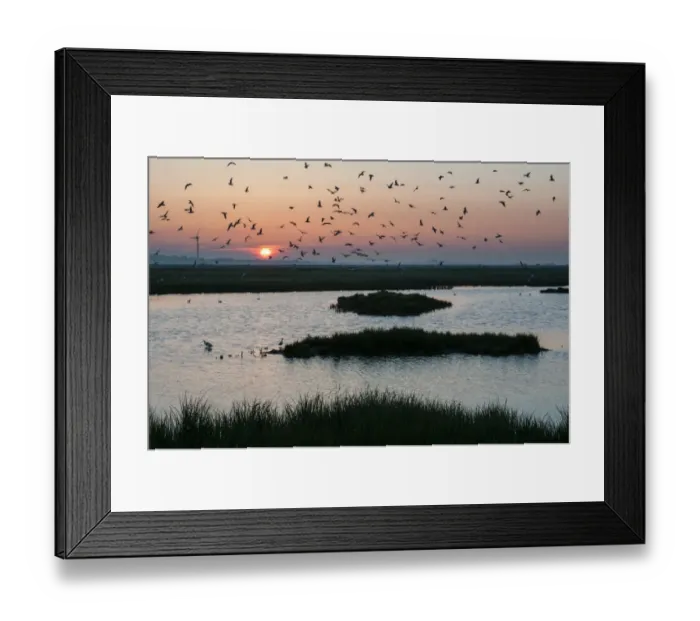 Framed Print : Black-headed Gull (Chroicocephalus ridibundus) flock, in flight over flooded grazing marsh habitat at sunrise Framed Print : Black-headed Gull (Chroicocephalus ridibundus) flock, in flight over flooded grazing marsh habitat at sunrise
