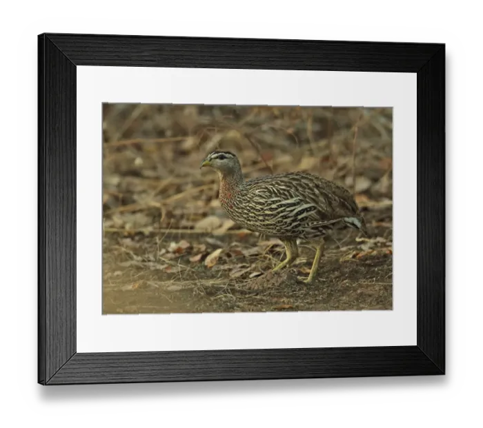 Framed Print : Double-spurred Francolin (Pternistis bicalcaratus bicalcaratus) adult, standing in dry bush, Mole N. P. Ghana, February Framed Print : Double-spurred Francolin (Pternistis bicalcaratus bicalcaratus) adult, standing in dry bush, Mole N. P. Ghana, February