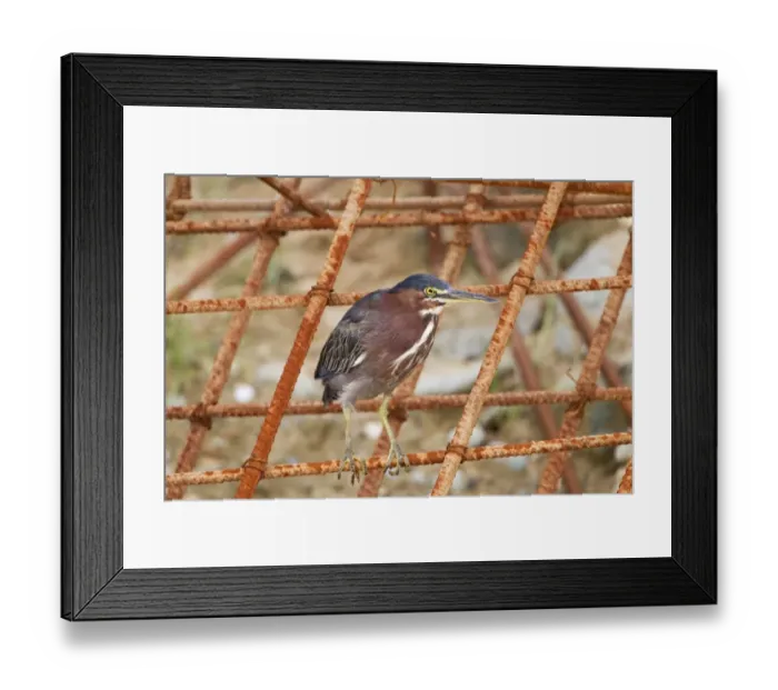 Framed Print : Green Heron (Butorides virescens) adult, perched on manmade iron construction, Tobago, Trinidad and Tobago, November Framed Print : Green Heron (Butorides virescens) adult, perched on manmade iron construction, Tobago, Trinidad and Tobago, November