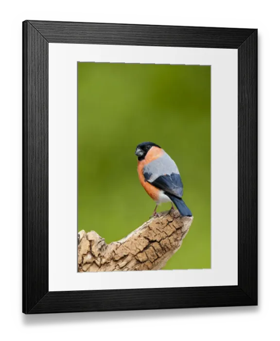 Framed Print : Eurasian Bullfinch (Pyrrhula pyrrhula) adult male, looking over shoulder, perched on dead branch, Hale, Cumbria Framed Print : Eurasian Bullfinch (Pyrrhula pyrrhula) adult male, looking over shoulder, perched on dead branch, Hale, Cumbria