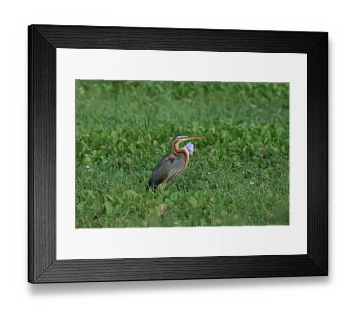 Framed Print : Purple Heron (Ardea purpurea) adult, standing amongst vegetation, Sri Lanka, February Framed Print : Purple Heron (Ardea purpurea) adult, standing amongst vegetation, Sri Lanka, February