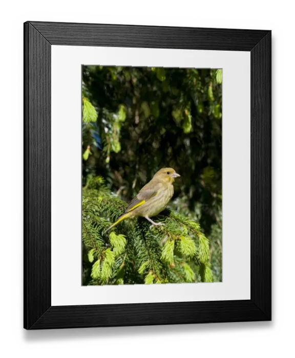 Framed Print : European Greenfinch (Carduelis chloris) immature male, perched in conifer tree, Hale, Cumbria, England, May