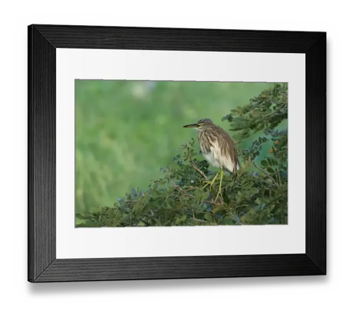 Framed Print : Indian Pond-heron (Ardeola grayii) adult, non-breeding plumage, standing on branch, Sri Lanka, February Framed Print : Indian Pond-heron (Ardeola grayii) adult, non-breeding plumage, standing on branch, Sri Lanka, February
