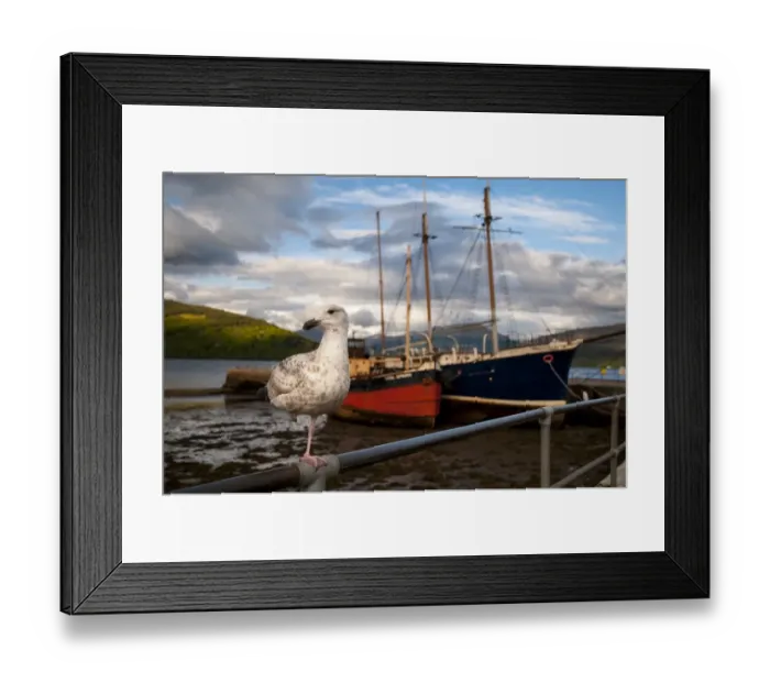 Framed Print : Herring Gull (Larus argentatus) juvenile, first winter plumage, standing on one leg, on railings in harbour, Inveraray