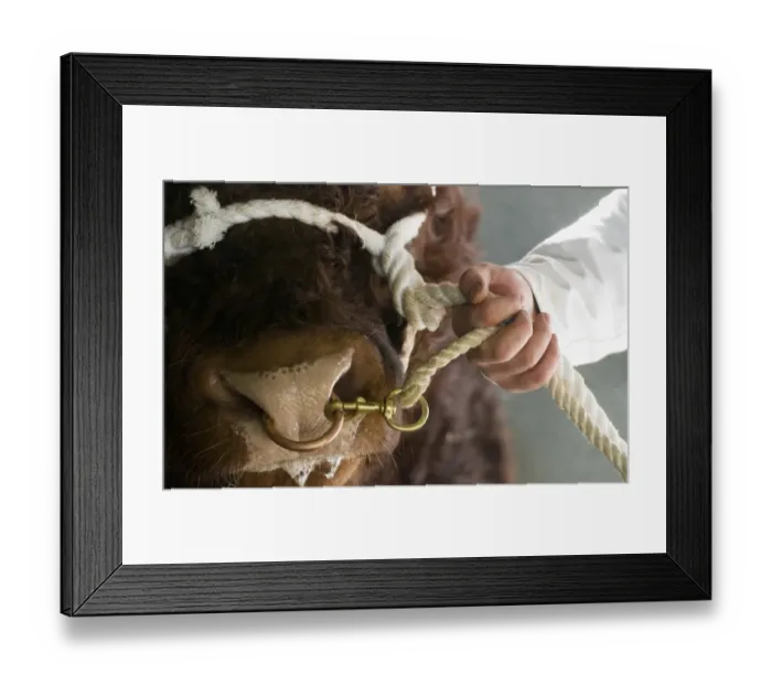 Framed Print : Domestic Cattle, Luing, bull, close-up of nose with ring, haltered at sale on cold winter morning, Castle Douglas Framed Print : Domestic Cattle, Luing, bull, close-up of nose with ring, haltered at sale on cold winter morning, Castle Douglas