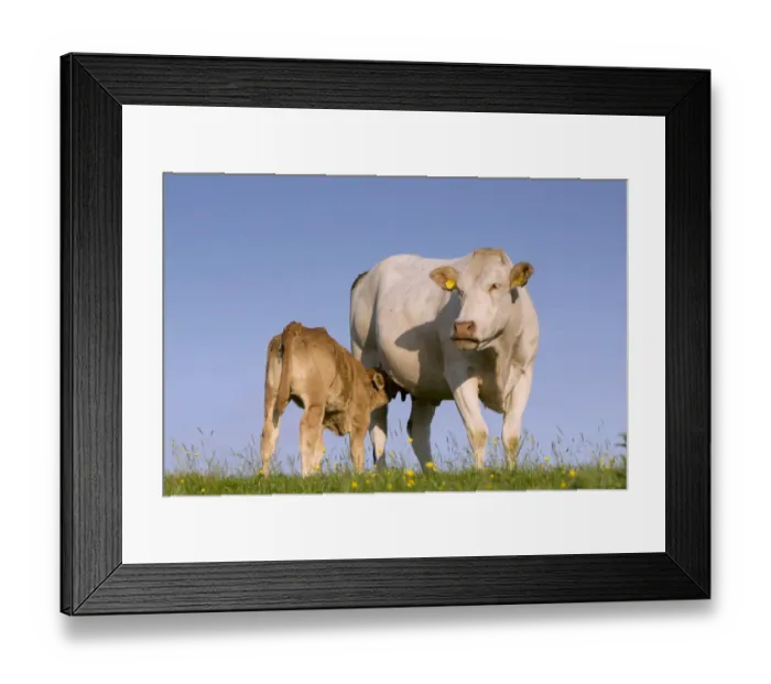 Framed Print : Domestic Cattle, Blonde d Aquitaine, cow and calf, suckling, standing on upland pasture, Cumbria, England, June Framed Print : Domestic Cattle, Blonde d Aquitaine, cow and calf, suckling, standing on upland pasture, Cumbria, England, June