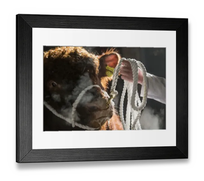 Framed Print : Domestic Cattle, Luing, bull, close-up of head, with steaming breath, haltered at sale on cold winter morning Framed Print : Domestic Cattle, Luing, bull, close-up of head, with steaming breath, haltered at sale on cold winter morning