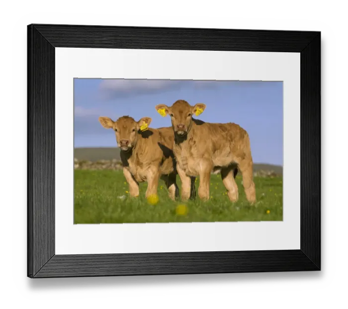 Framed Print : Domestic Cattle, Blonde d Aquitaine, two calves, standing on upland pasture, Cumbria, England, June Framed Print : Domestic Cattle, Blonde d Aquitaine, two calves, standing on upland pasture, Cumbria, England, June