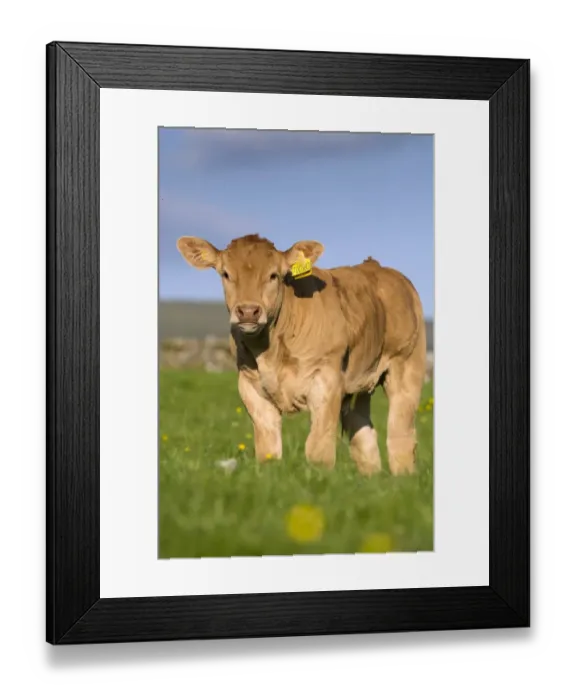Framed Print : Domestic Cattle, Blonde d Aquitaine, calf, standing on upland pasture, Cumbria, England, June Framed Print : Domestic Cattle, Blonde d Aquitaine, calf, standing on upland pasture, Cumbria, England, June
