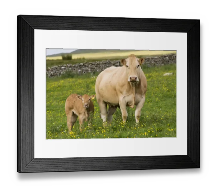 Framed Print : Domestic Cattle, Blonde d Aquitaine, cow and calf, standing on upland pasture, Cumbria, England, June Framed Print : Domestic Cattle, Blonde d Aquitaine, cow and calf, standing on upland pasture, Cumbria, England, June