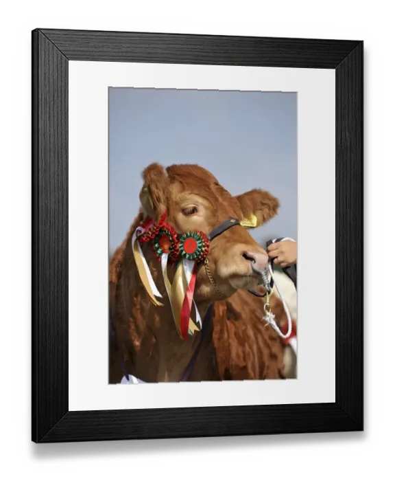 Framed Print : Domestic Cattle, Limousin beef cow, close-up of head, show champion with rosettes, on halter with ring through nose Framed Print : Domestic Cattle, Limousin beef cow, close-up of head, show champion with rosettes, on halter with ring through nose