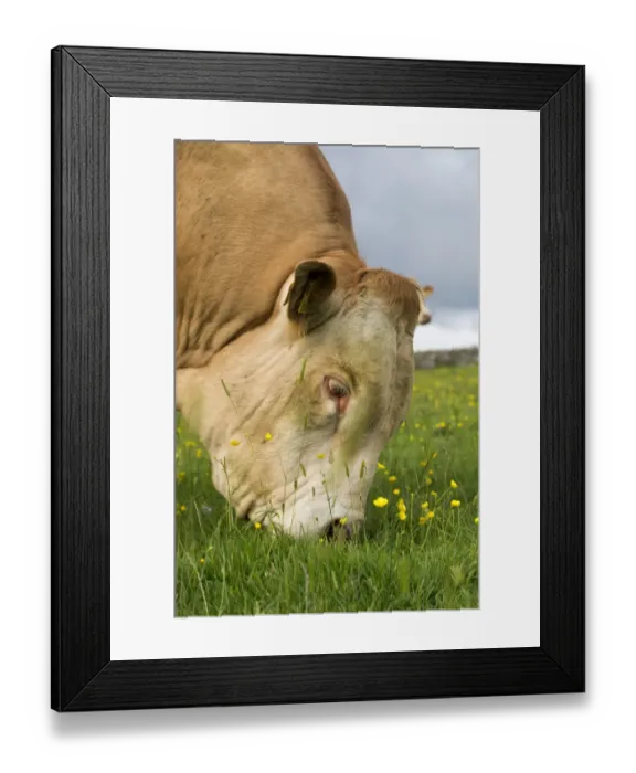 Framed Print : Domestic Cattle, Blonde d Aquitaine, bull, close-up of head, grazing on upland pasture, Cumbria, England, June Framed Print : Domestic Cattle, Blonde d Aquitaine, bull, close-up of head, grazing on upland pasture, Cumbria, England, June