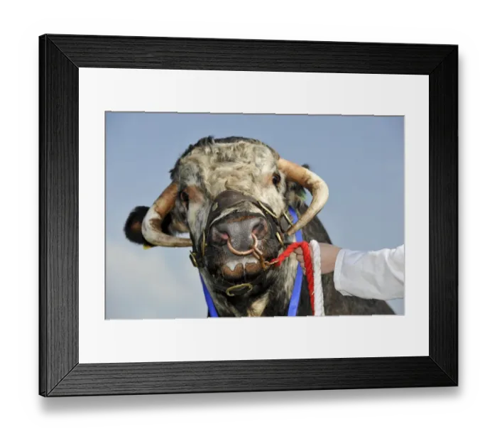 Framed Print : Domestic Cattle, Longhorn bull, close-up of head, prize winner on halter with ring through nose, Royal Welsh Show Framed Print : Domestic Cattle, Longhorn bull, close-up of head, prize winner on halter with ring through nose, Royal Welsh Show