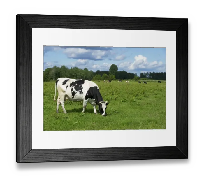 Framed Print : Domestic Cattle, dairy cow, grazing in pasture, with herd in background, Sweden, July