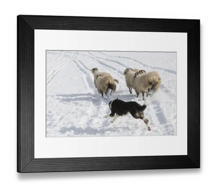 Framed Print : Domestic Dog, Border Collie sheepdog, adult, herding Swaledale sheep ewes in snow, Hawes, Wensleydale Framed Print : Domestic Dog, Border Collie sheepdog, adult, herding Swaledale sheep ewes in snow, Hawes, Wensleydale
