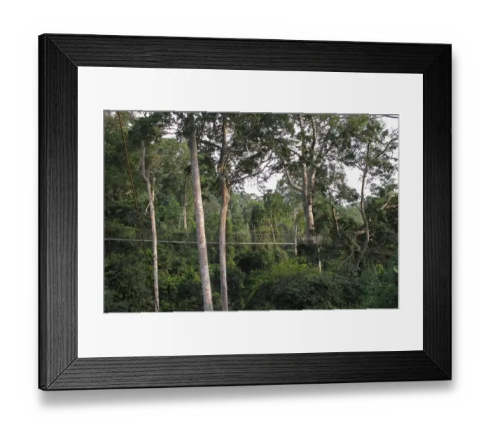 Framed Print : View of canopy walkway through tropical rainforest, Kakum N. P. Ghana, February Framed Print : View of canopy walkway through tropical rainforest, Kakum N. P. Ghana, February
