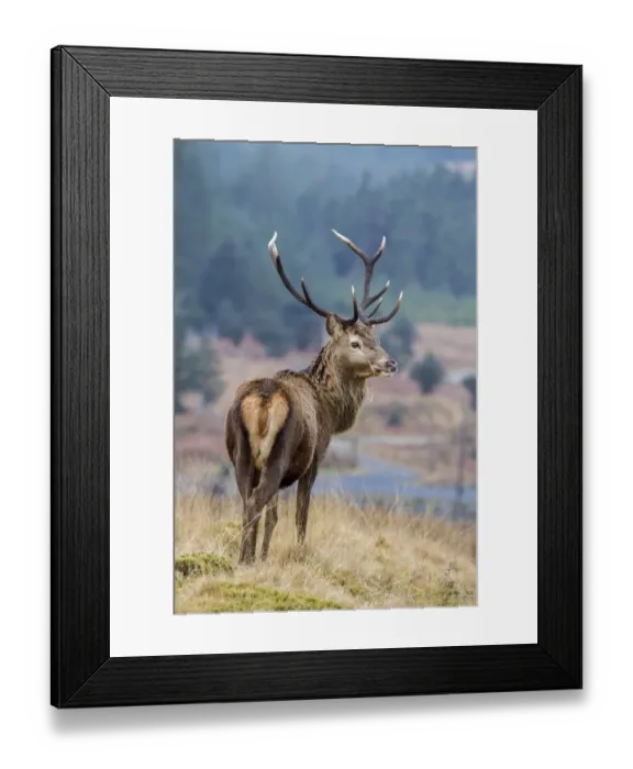 Framed Print : An 8 point Red Deer Stag on the Isle of Jura Scotland Framed Print : An 8 point Red Deer Stag on the Isle of Jura Scotland