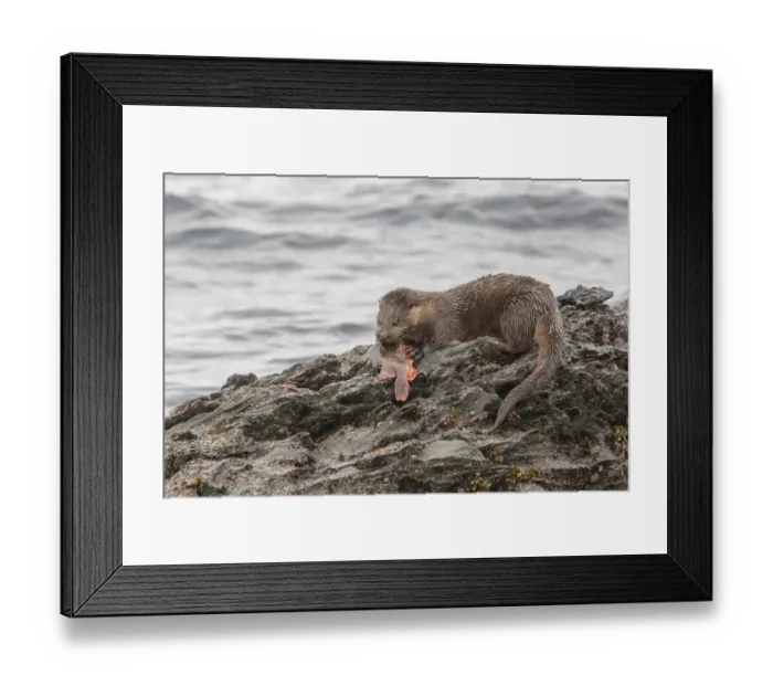 Framed Print : Otter eating lumpsucker fish at low tide on a rock, Isle of Jura, Scotland Framed Print : Otter eating lumpsucker fish at low tide on a rock, Isle of Jura, Scotland