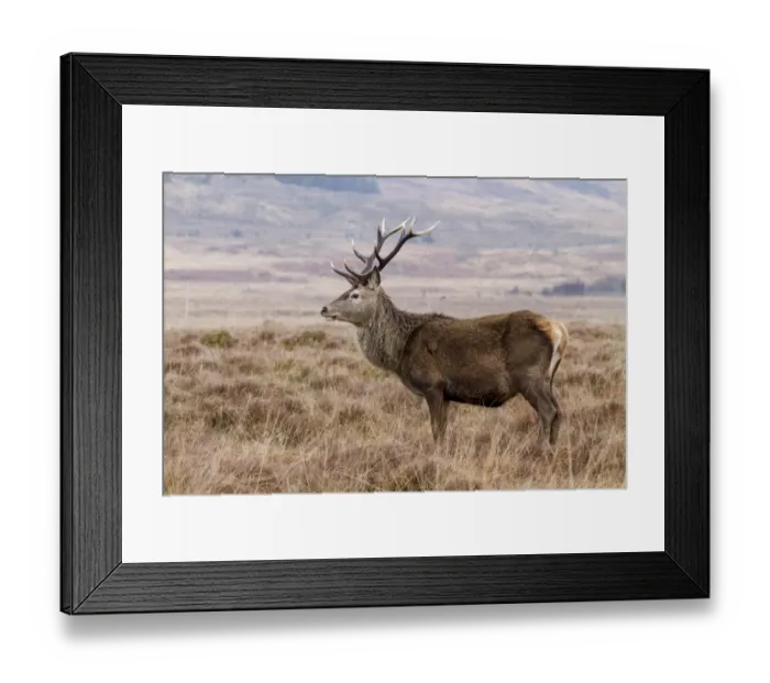 Framed Print : An 10 point Red Deer Stag on the Isle of Jura Scotland Framed Print : An 10 point Red Deer Stag on the Isle of Jura Scotland