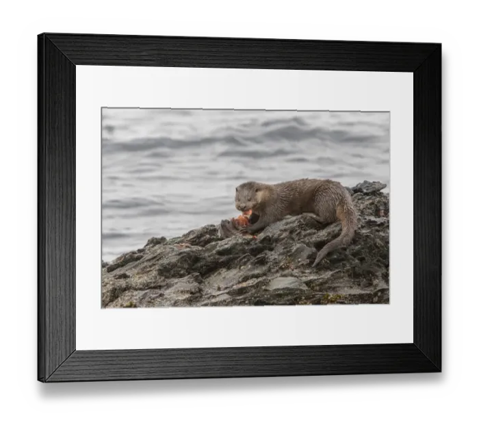 Framed Print : Otter eating lumpsucker fish at low tide on a rock, Isle of Jura, Scotland Framed Print : Otter eating lumpsucker fish at low tide on a rock, Isle of Jura, Scotland