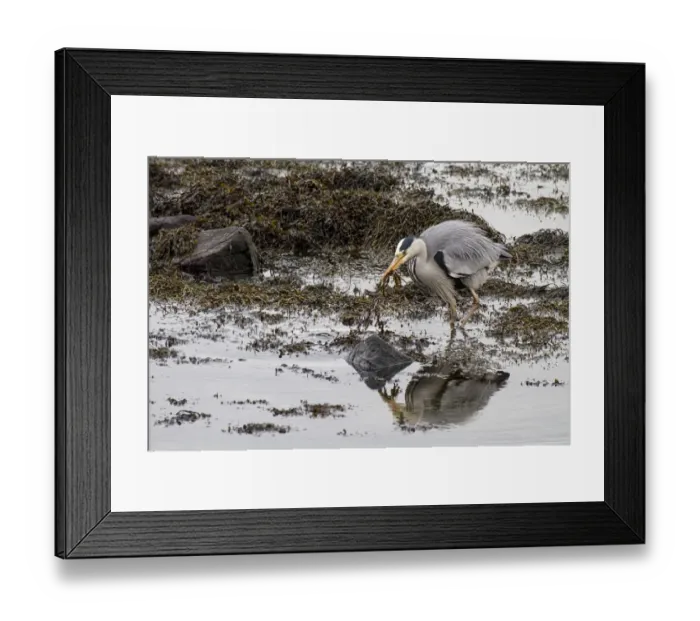 Framed Print : Grey Heron hunting for fish at low tide in seaweed Framed Print : Grey Heron hunting for fish at low tide in seaweed