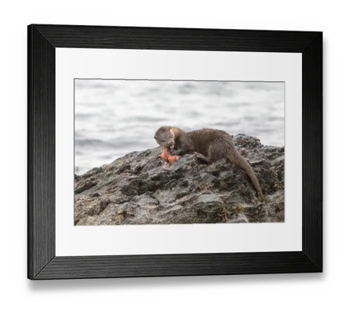 Framed Print : Otter eating lumpsucker fish at low tide on a rock, Isle of Jura, Scotland Framed Print : Otter eating lumpsucker fish at low tide on a rock, Isle of Jura, Scotland