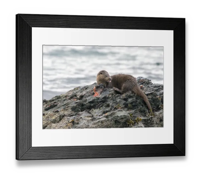 Framed Print : Otter eating lumpsucker fish at low tide on a rock, Isle of Jura, Scotland Framed Print : Otter eating lumpsucker fish at low tide on a rock, Isle of Jura, Scotland