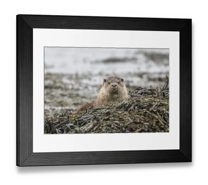 Framed Print : Otter resting on seaweed at low tide on a rock Framed Print : Otter resting on seaweed at low tide on a rock