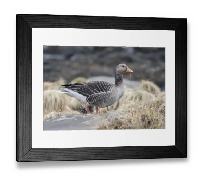 Framed Print : Greylag Goose on sea shore, Jura Scotland Framed Print : Greylag Goose on sea shore, Jura Scotland