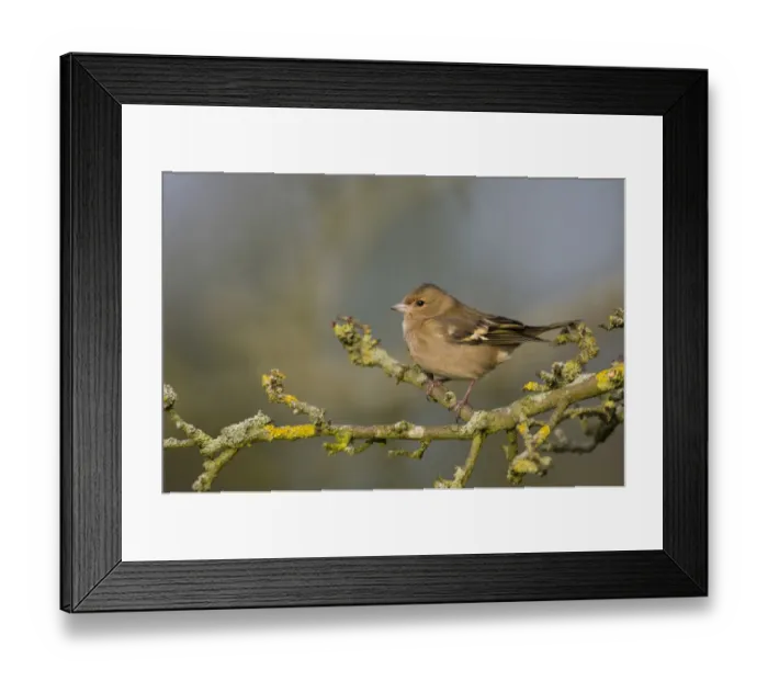 Framed Print : Common Chaffinch (Fringilla coelebs) adult female, perched on lichen covered twig, Norfolk, England, January