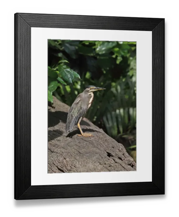 Framed Print : Striated Heron (Butorides striata atricapilla) adult, standing on log in forest pool, Ankasa Reserve, February Framed Print : Striated Heron (Butorides striata atricapilla) adult, standing on log in forest pool, Ankasa Reserve, February