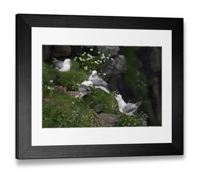 Framed Print : Northern Fulmar (Fulmarus glacialis) four adults, displaying on cliff ledge, Handa Island, Sutherland, Highlands Framed Print : Northern Fulmar (Fulmarus glacialis) four adults, displaying on cliff ledge, Handa Island, Sutherland, Highlands