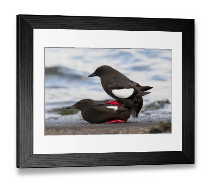 Framed Print : Black Guillemot (Cepphus grylle) adult pair, breeding plumage, mating on harbour wall, Oban, Argyll, Scotland, May Framed Print : Black Guillemot (Cepphus grylle) adult pair, breeding plumage, mating on harbour wall, Oban, Argyll, Scotland, May