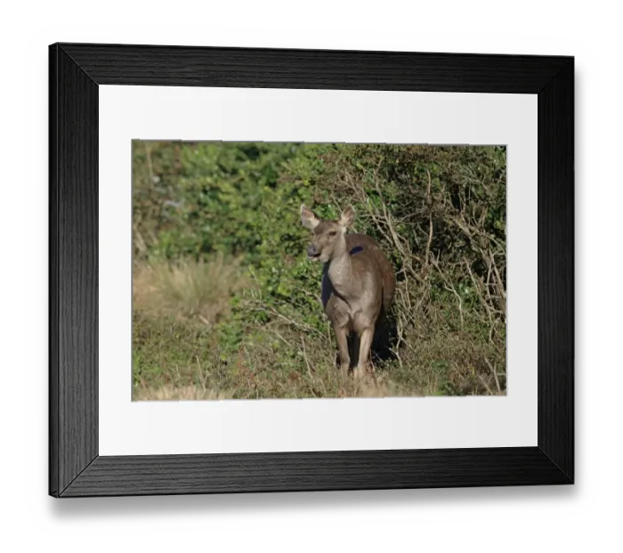 Framed Print : Sambar (Rusa unicolor) adult female, feeding, standing beside vegetation, Sri Lanka, February Framed Print : Sambar (Rusa unicolor) adult female, feeding, standing beside vegetation, Sri Lanka, February