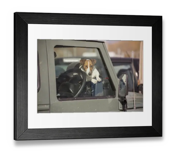 Framed Print : Domestic Dog, Jack Russell Terrier, adult, resting on dashboard of Land Rover, Ruthin Livestock Auction Mart, Ruthin Framed Print : Domestic Dog, Jack Russell Terrier, adult, resting on dashboard of Land Rover, Ruthin Livestock Auction Mart, Ruthin