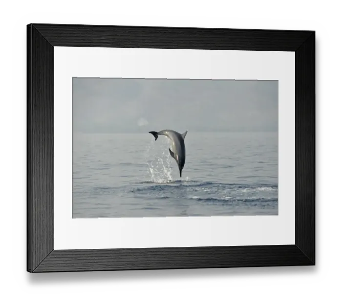 Framed Print : Spinner Dolphin (Stenella longirostris) adult, leaping and spinning out of sea, Bali, Lesser Sunda Islands, Indonesia Framed Print : Spinner Dolphin (Stenella longirostris) adult, leaping and spinning out of sea, Bali, Lesser Sunda Islands, Indonesia