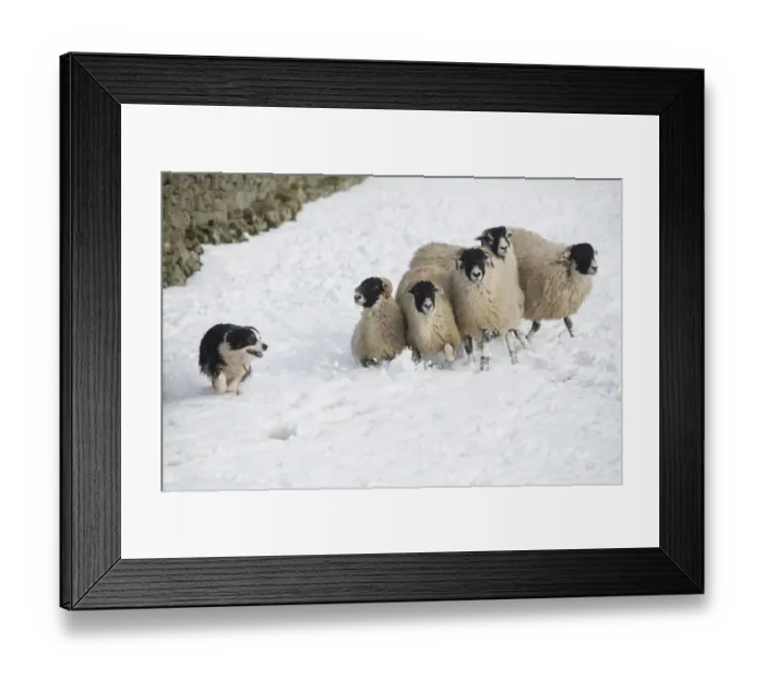 Framed Print : Domestic Dog, Border Collie sheepdog, adult, herding Swaledale sheep ewes in snow, Hawes, Wensleydale
