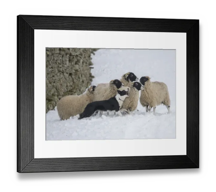 Framed Print : Domestic Dog, Border Collie sheepdog, adult, herding Swaledale sheep ewes in snow, Hawes, Wensleydale