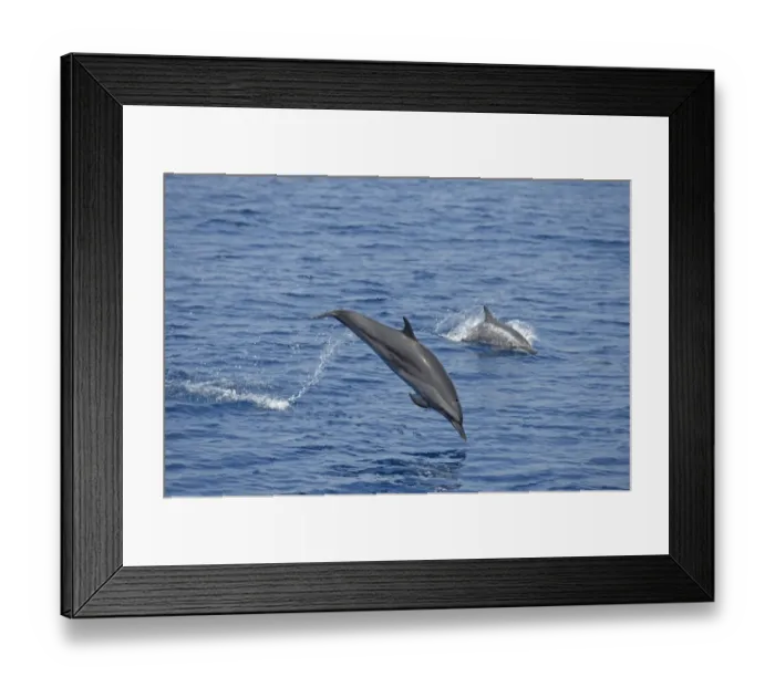 Framed Print : Spinner Dolphin (Stenella longirostris) two adults, leaping from sea, Bali, Lesser Sunda Islands, Indonesia, October Framed Print : Spinner Dolphin (Stenella longirostris) two adults, leaping from sea, Bali, Lesser Sunda Islands, Indonesia, October