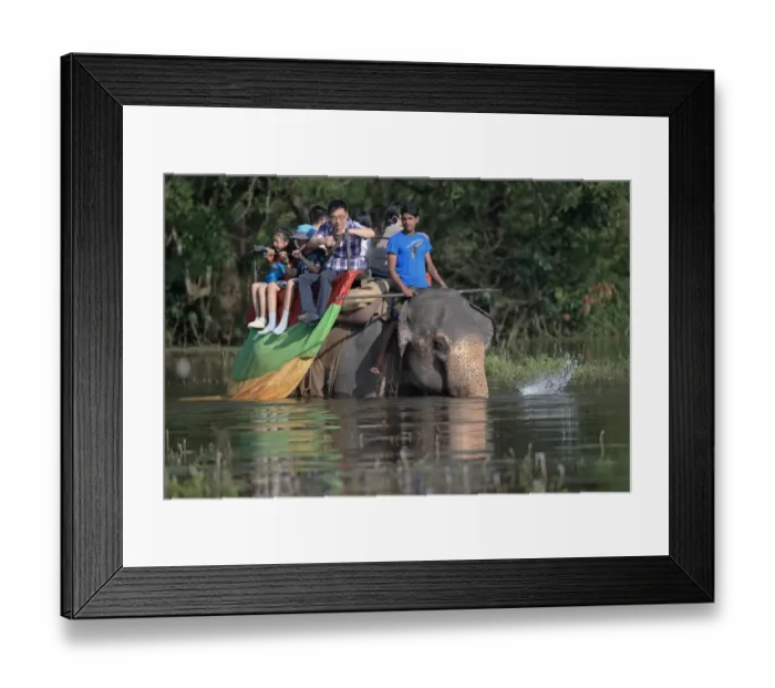 Framed Print : Asian Elephant (Elephas maximus maximus) domesticated adult, carrying mahout and tourists, walking in water, Sri Lanka Framed Print : Asian Elephant (Elephas maximus maximus) domesticated adult, carrying mahout and tourists, walking in water, Sri Lanka