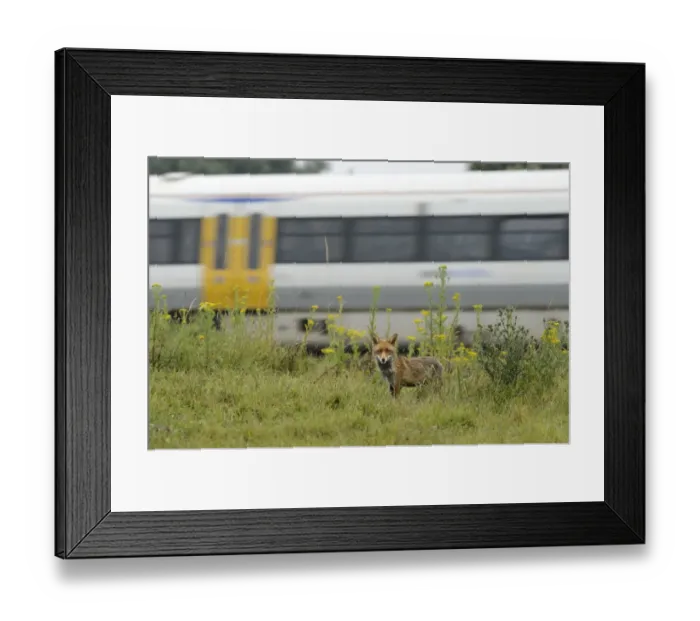 Framed Print : European Red Fox (Vulpes vulpes) adult male, standing on railway embankment Framed Print : European Red Fox (Vulpes vulpes) adult male, standing on railway embankment