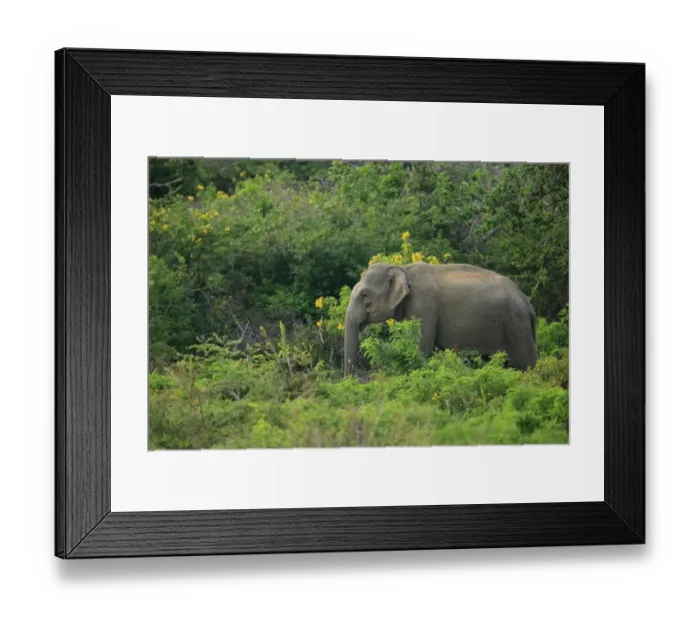 Framed Print : Asian Elephant (Elephas maximus maximus) adult, standing amongst vegetation, Sri Lanka, February Framed Print : Asian Elephant (Elephas maximus maximus) adult, standing amongst vegetation, Sri Lanka, February