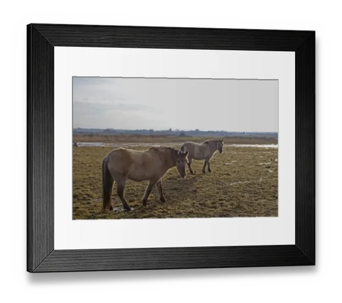 Framed Print : Horse, Konik, two adults, used as habitat management on coastal marshland, Holme Dunes Reserve, Holme-next-the-sea Framed Print : Horse, Konik, two adults, used as habitat management on coastal marshland, Holme Dunes Reserve, Holme-next-the-sea