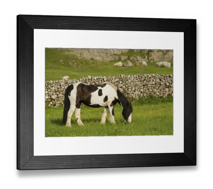 Framed Print : Horse, Irish Cob (Gypsy Pony), adult, grazing in meadow near drystone wall, Cumbria, England, May