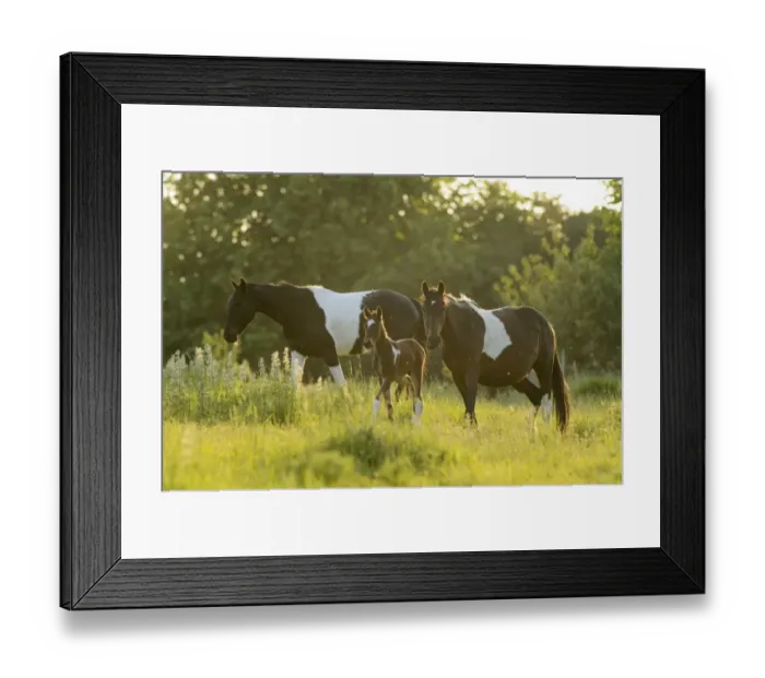 Framed Print : Horse, two mares and foal, walking in backlit pasture, Kent, England, May