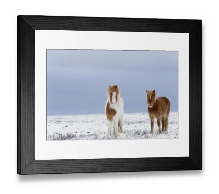 Framed Print : Horse, Icelandic Pony, two adults, standing on snow, Snaefellsnes, Vesturland, Iceland, March Framed Print : Horse, Icelandic Pony, two adults, standing on snow, Snaefellsnes, Vesturland, Iceland, March
