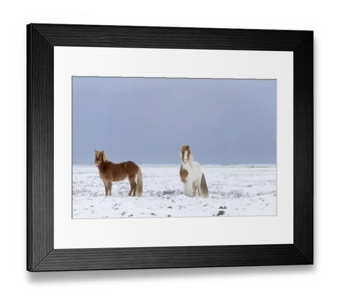 Framed Print : Horse, Icelandic Pony, two adults, standing on snow, Snaefellsnes, Vesturland, Iceland, March Framed Print : Horse, Icelandic Pony, two adults, standing on snow, Snaefellsnes, Vesturland, Iceland, March
