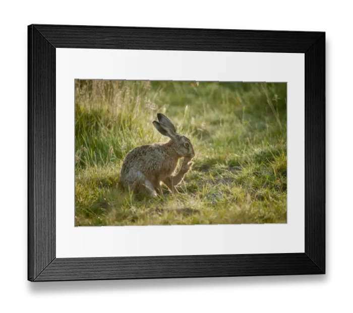 Framed Print : European Hare (Lepus europaeus) adult, grooming hind foot, sitting on grass, Elmley Marshes N. N. R Framed Print : European Hare (Lepus europaeus) adult, grooming hind foot, sitting on grass, Elmley Marshes N. N. R