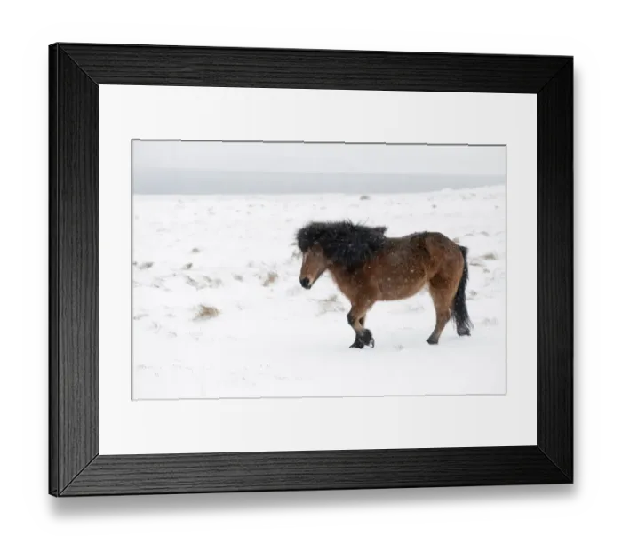 Framed Print : Horse, Icelandic Pony, adult, walking on snow during blizzard, Snaefellsnes, Vesturland, Iceland, March Framed Print : Horse, Icelandic Pony, adult, walking on snow during blizzard, Snaefellsnes, Vesturland, Iceland, March