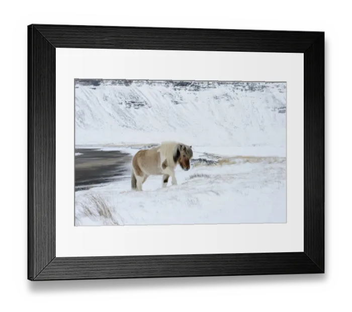 Framed Print : Horse, Icelandic Pony, adult, walking on snow at coast, Snaefellsnes, Vesturland, Iceland, March Framed Print : Horse, Icelandic Pony, adult, walking on snow at coast, Snaefellsnes, Vesturland, Iceland, March